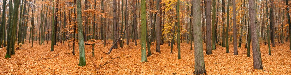 Фартук с фотопечатью - Осенний лес
